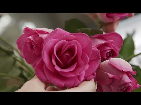 HERMOSO PAÍS - Conjunto Coral Voces De Centinelas 2022