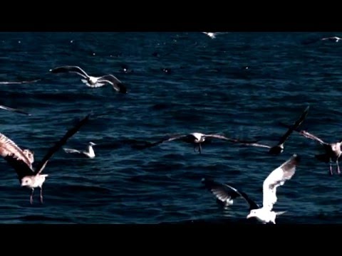 DJ Ultimate Bass featuring Sam Vince  -  Tension (Original Mix)