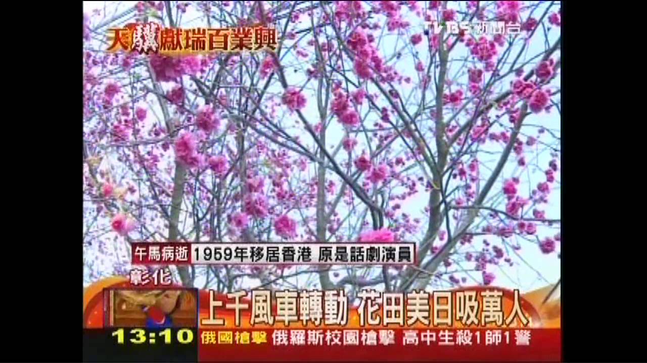平地賞櫻!2千株盛開 遊客:世外桃源