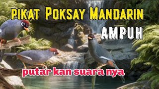 Download lagu Suara pikat burung Poksay Mandarin paling ampuh  mp3