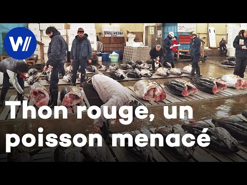 Au Japon, le thon rouge est menacé de disparition à cause de la supêche