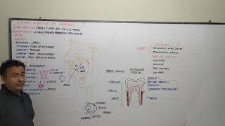 SISTEMA DIGESTIVO HUMANO - PARTE PRIMERA - BOCA - DIENTES - FARINGE - ESÓFAGO - ESTÓMAGO