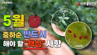 사과 5월 중ㆍ하순 반드시 중요사항