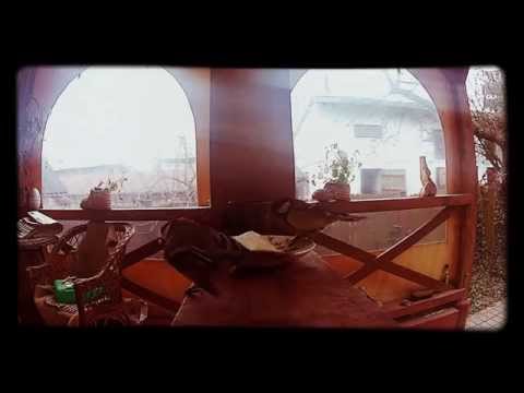 Stajnia w sadzie gości sikorki cz.2