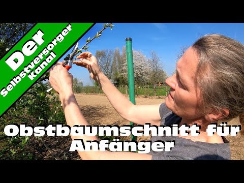 Fruit tree pruning for beginners explained by the expert