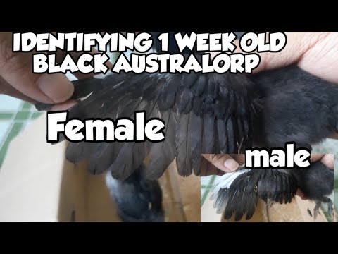 , title : 'IDENTIFYING 1 WEEK OLD BLACK AUSTRALORP ROOSTER AND HEN'