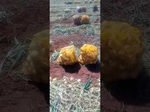 cebola interior de São Paulo Itobi