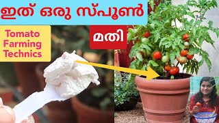 എല്ലാ തക്കാളിയും പൂവിടും ! ഒരു പൂവും കൊഴിയില്ല ! എല്ലാ പൂവും കായായിടും ! #Tomato Cultivation Ideas .