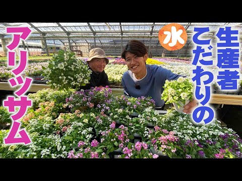 園芸 ぬるぬるドドナ、アマガエル、アーネット