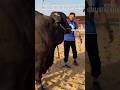 Cow Attack On Mustafa Hanif Cow Attack Hit Trendingshorts Youtuber Youtube S Youtubeshorts