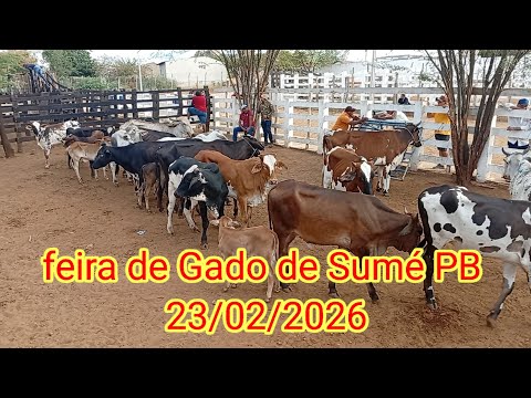 Feira de Gado de Sumé PB 23/02/2026