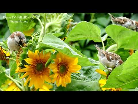 Thể hiện bởi Hân Phạm