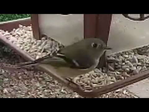 Ruby Crowned Kinglet 2016-12-27