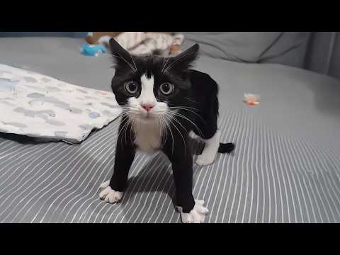 Les moments les plus drôles où un chat parleVidéos drôles de chats