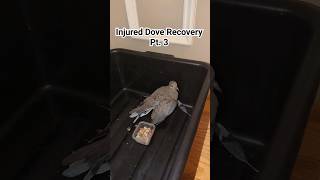 Found a mourning dove with an injured wing! Pt. 3