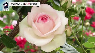 5月22日 【びわ湖放送ニュース】