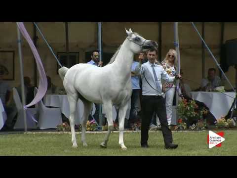 N.120 SA MINERVA - Ströhen 2016 B-Show - Mares 7+ years old (Class J/K)