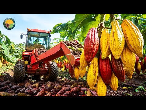 How Farmers Harvest Cocoa And The Famous Chocolate Processing in Factory | Farming Documentary