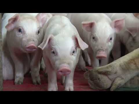 Danas imaš - sutra nemaš - SVINJARSTVO U SRBIJI JE KAO LUTRIJA, farma Stanković iz Zminjaka