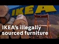 Investigation Thousands Of Trees Illegally Felled To Build IKEA S Flat Pack Empire