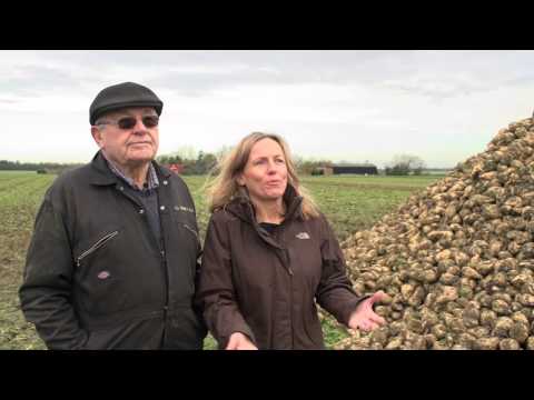 Red Tractor - Sugar Beet