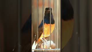 Download lagu Murai batu gacor isian kapas tembak mp3 Download lagu Murai batu gacor isian kapas tembak mp3