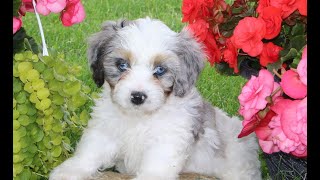 Video preview image #1 Cavapoo Puppy For Sale in KIRKWOOD, PA, USA