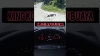 Download lagu king kobra vs buaya #kingkobra #buaya #ularberbisa #predator mp3 Download lagu king kobra vs buaya #kingkobra #buaya #ularberbisa #predator mp3
