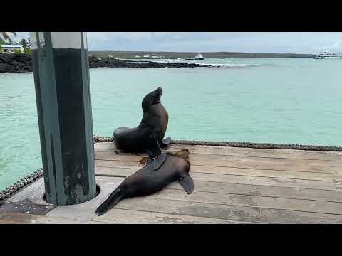 Seelöwen auf Galapagos im Hafen der Insel Santa Cruz