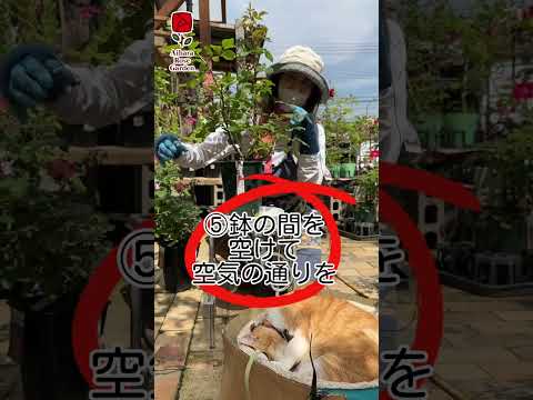 黒斑点バラ病を治療および予防することはできますか?  庭園