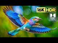 BEAUTIFUL 16K VIDEO 60FPS DOLBY VISION | 16K  ..