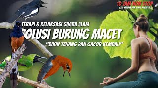 Download lagu 10 Hours of Relaxing Music | JUNGLE, RIVER AND CHIRPING BIRDS SOUND Meditation Fall Asleep Fast mp3
