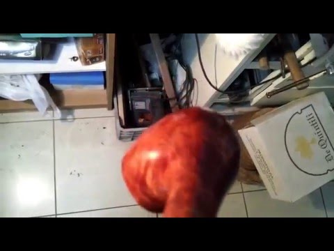 pipa in radica - pipe maker hobbyist- bent brandy pipe