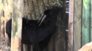 preview picture of video 'Lowry Park Zoo: Lowland Anoa'