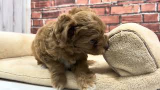 ハーフ犬の動画01