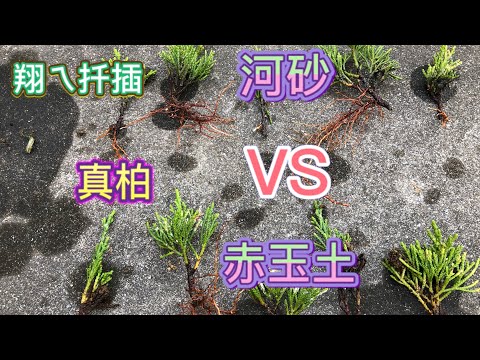 盆栽砂