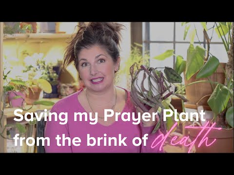 How to Save and Revive a Dying Houseplant: Saving My Prayer Plant from the Brink of Death!