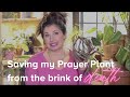 How to Save and Revive a Dying Houseplant: Saving My Prayer Plant from the Brink of Death!