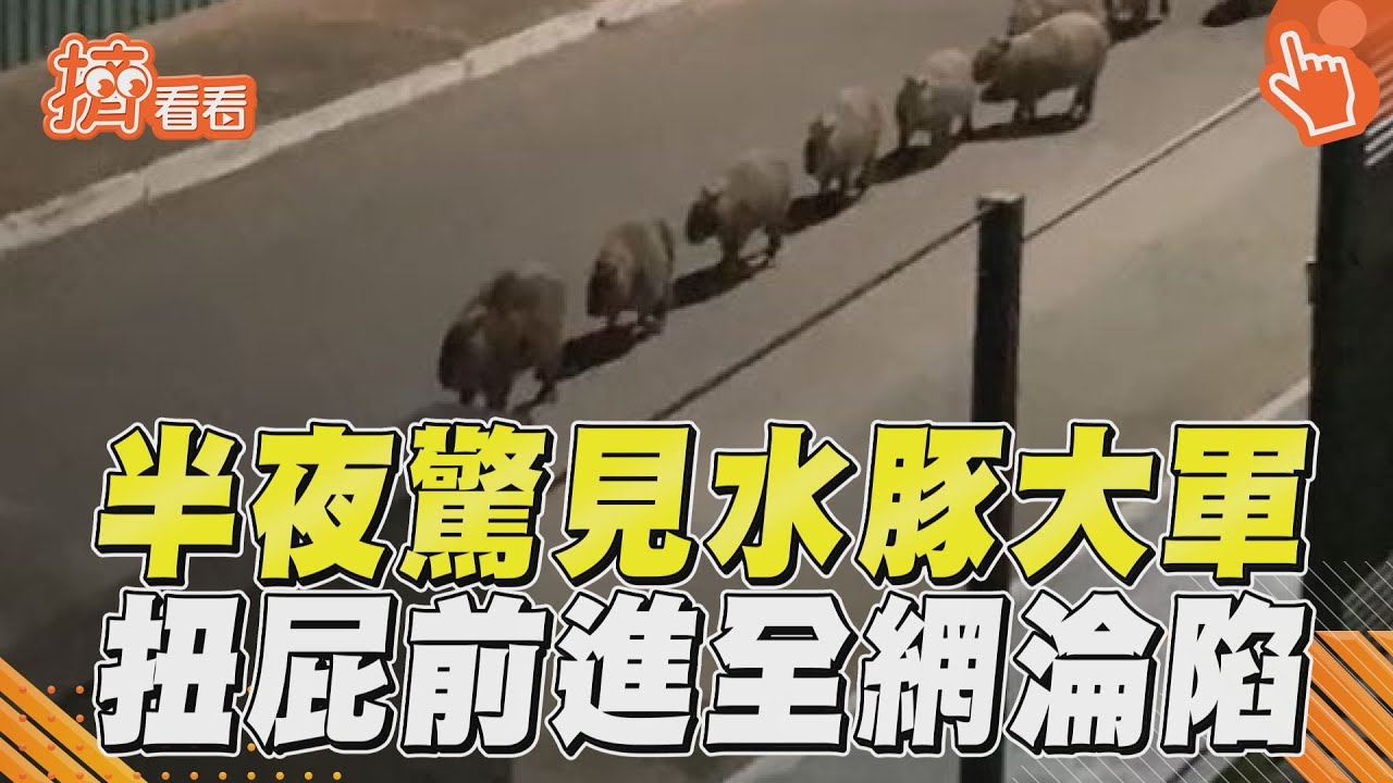 有片/半夜驚見水豚大軍遊行! 超Q模樣Google官方也淪陷