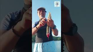 Download lagu Mancing Di Pulau Full Suka Cita Ganas Predator Digasak Predator ll ▶️Man2FishinglRefresh Be Happy mp3 Download lagu Mancing Di Pulau Full Suka Cita Ganas Predator Digasak Predator ll ▶️Man2FishinglRefresh Be Happy mp3