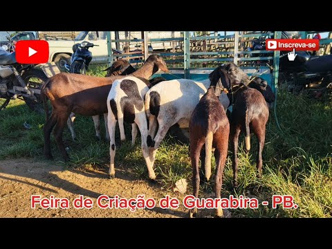 FEIRA DE CAPRINOS E OVINOS DE GUARABIRA - PB. ✅30/07/2026✅