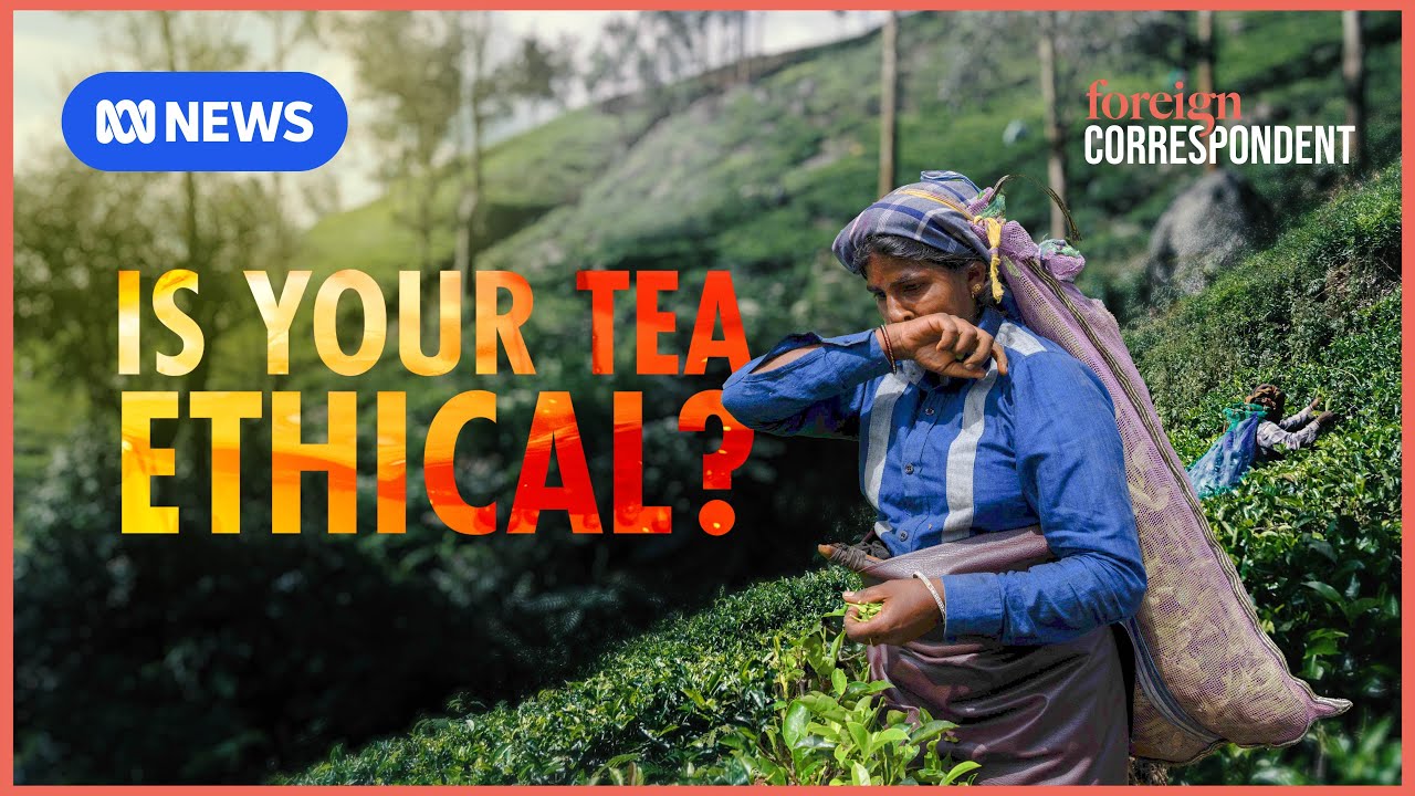 The uncomfortable truth behind your cup of tea | Foreign Correspondent
