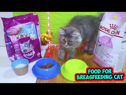 SPECIAL FOOD FOR BREASTFEEDING CATS