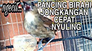 Download lagu ngecit gacor jongkangan ngecit pancingan jongkangan gacor birahi mp3