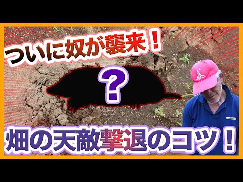 モグラに対する植物: 緑地からモグラを遠ざけるためのトップ 3!  庭園