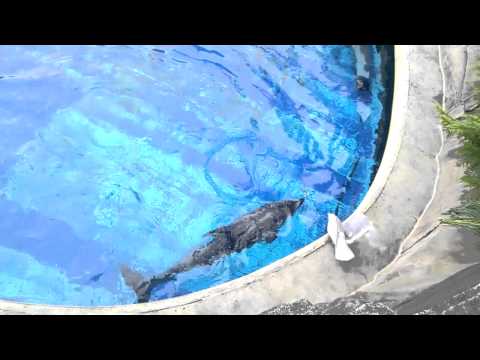 Dolphin versus seagull!