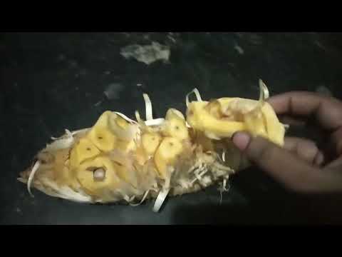 yummy yummy jack fruit😋😋😋