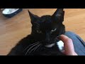 Tuxedo Cat Content Loves Neck Scratches