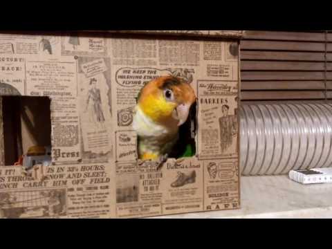 Nadzwyczajnie grzeczny paput