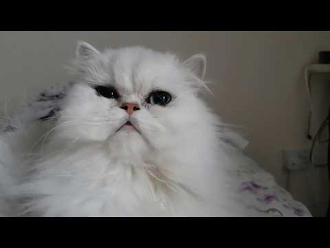 How to clean your Persian Cats Eyes